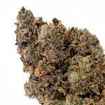 RainbowChip-JungleRidge-03