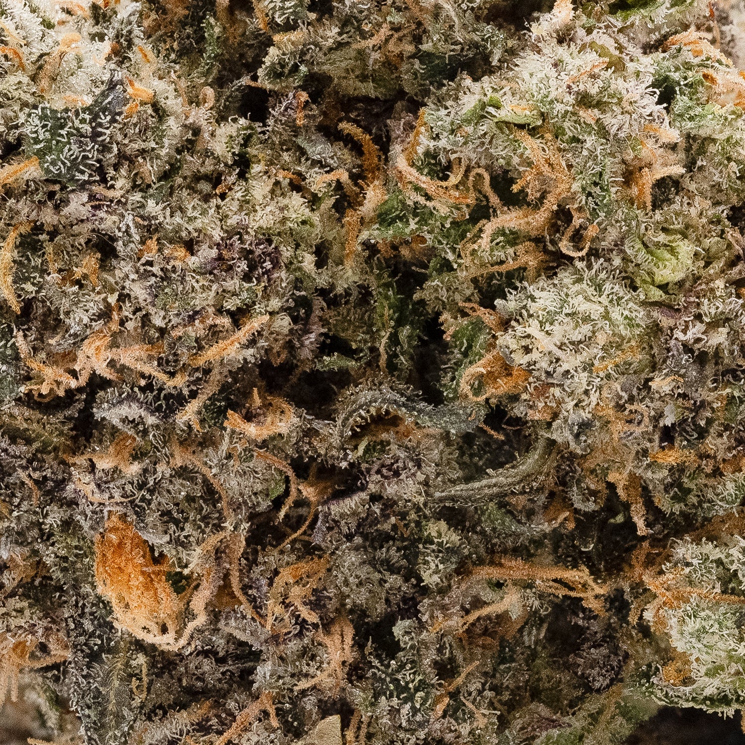 RainbowChip-JungleRidge-05