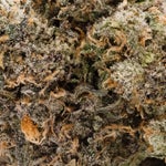 RainbowChip-JungleRidge-03