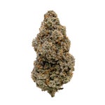 SourBestShitEver-Albatross-03