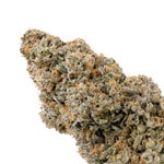 SourBestShitEver-Albatross-03