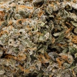 SourBestShitEver-Albatross-03