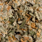 SourBestShitEver-Albatross-03