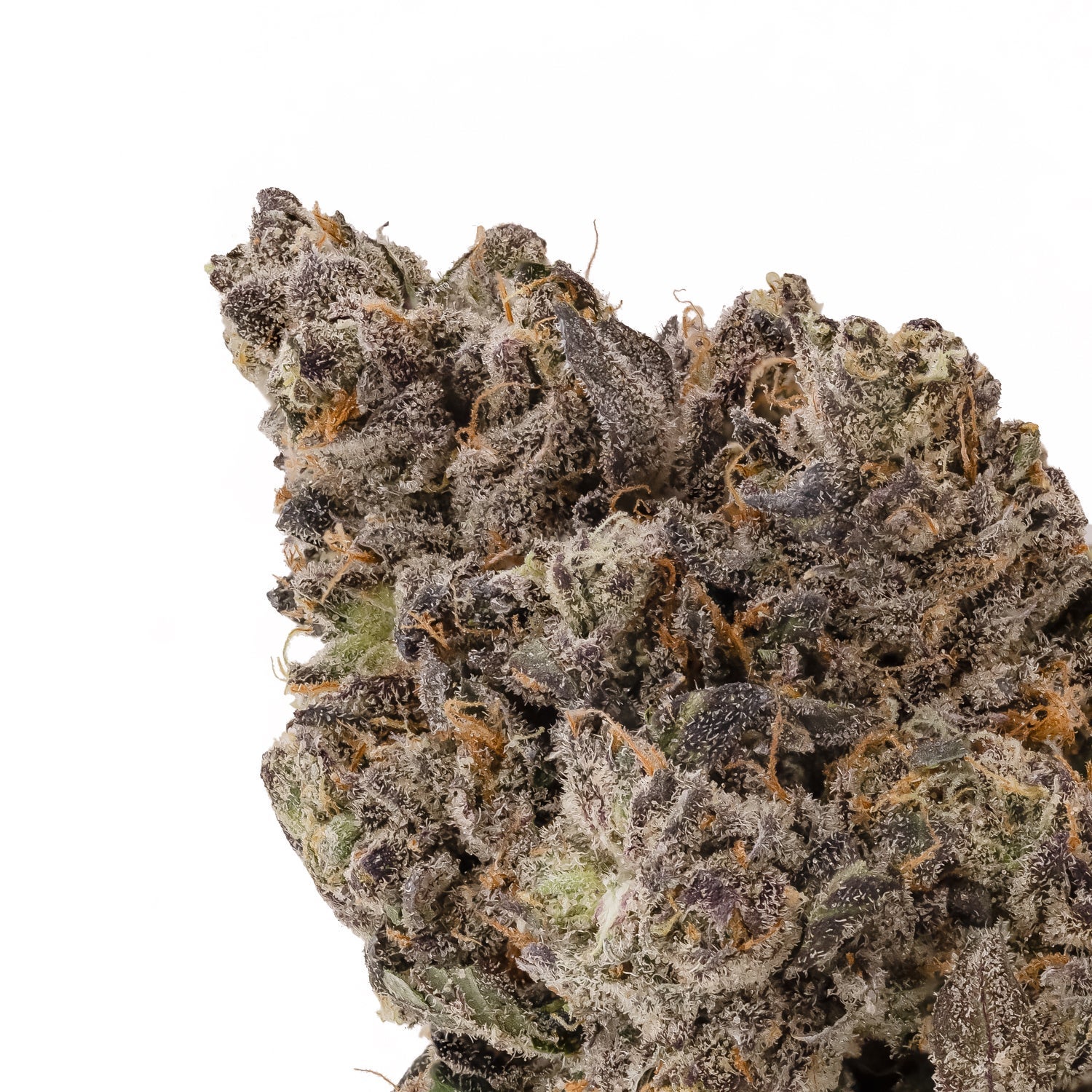 SuperSecret-Albatross-04