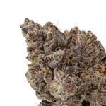 SuperSecret-Albatross-03