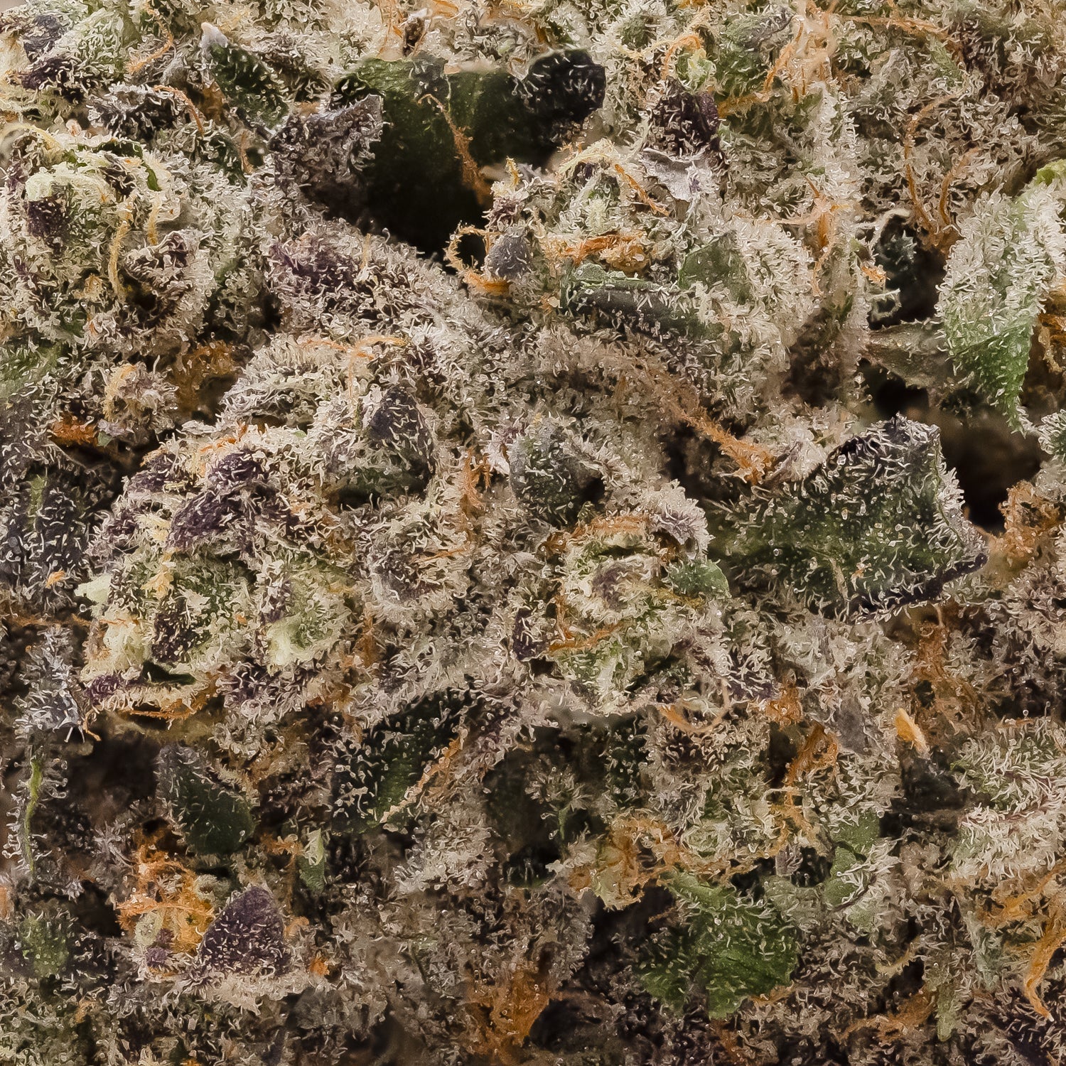 SuperSecret-Albatross-05