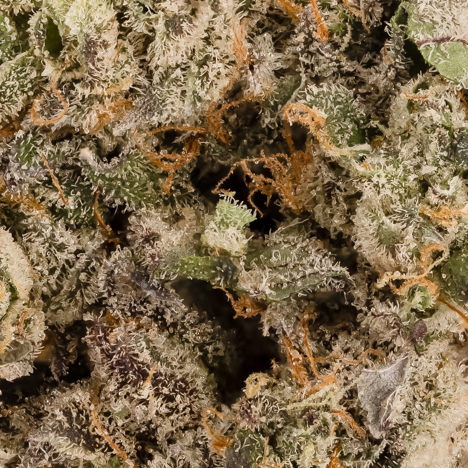 SuperSecret-Albatross-06