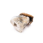 TexasYellowCap-DriedMagicMushrooms-01