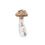 TidaWave-Amazeballs-01