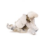 AtlanticTreasureCoast-02