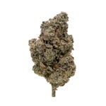 BirthdayDawg-JungleRidge-03