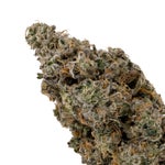 BirthdayDawg-JungleRidge-03