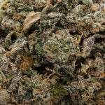 BirthdayDawg-JungleRidge-03