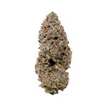 BiscottiCookie-JungleRidge-03