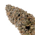 BiscottiCookie-JungleRidge-03
