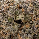 BiscottiCookie-JungleRidge-03