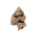 BlackDomino-LuckyFarms-03