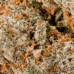 BlackDomino-LuckyFarms-03