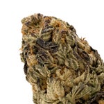 Comatose-LuckyFarms-03