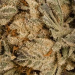 Comatose-LuckyFarms-03