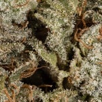 DeathChocolateCookies-03