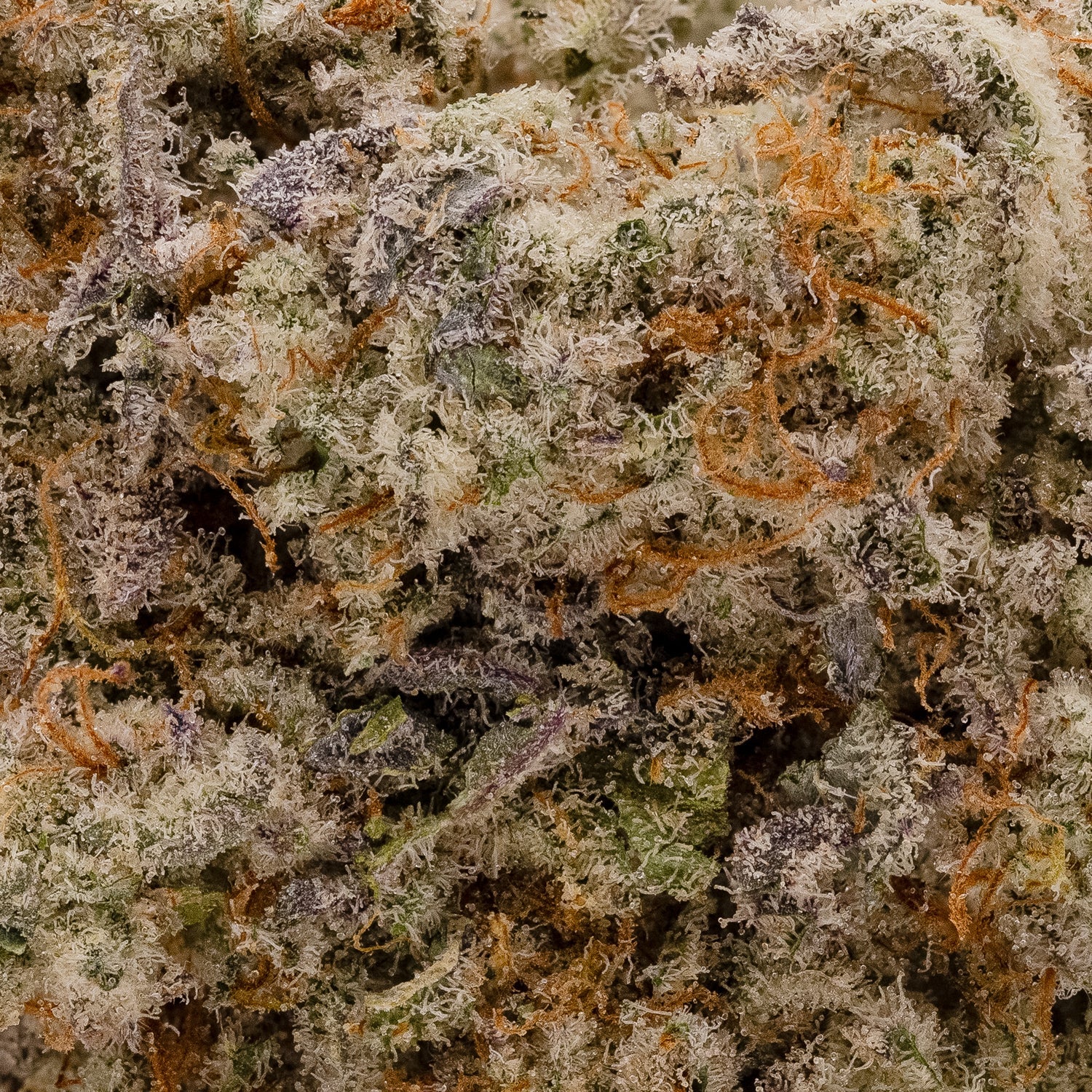 DoughLato-Superdank-05