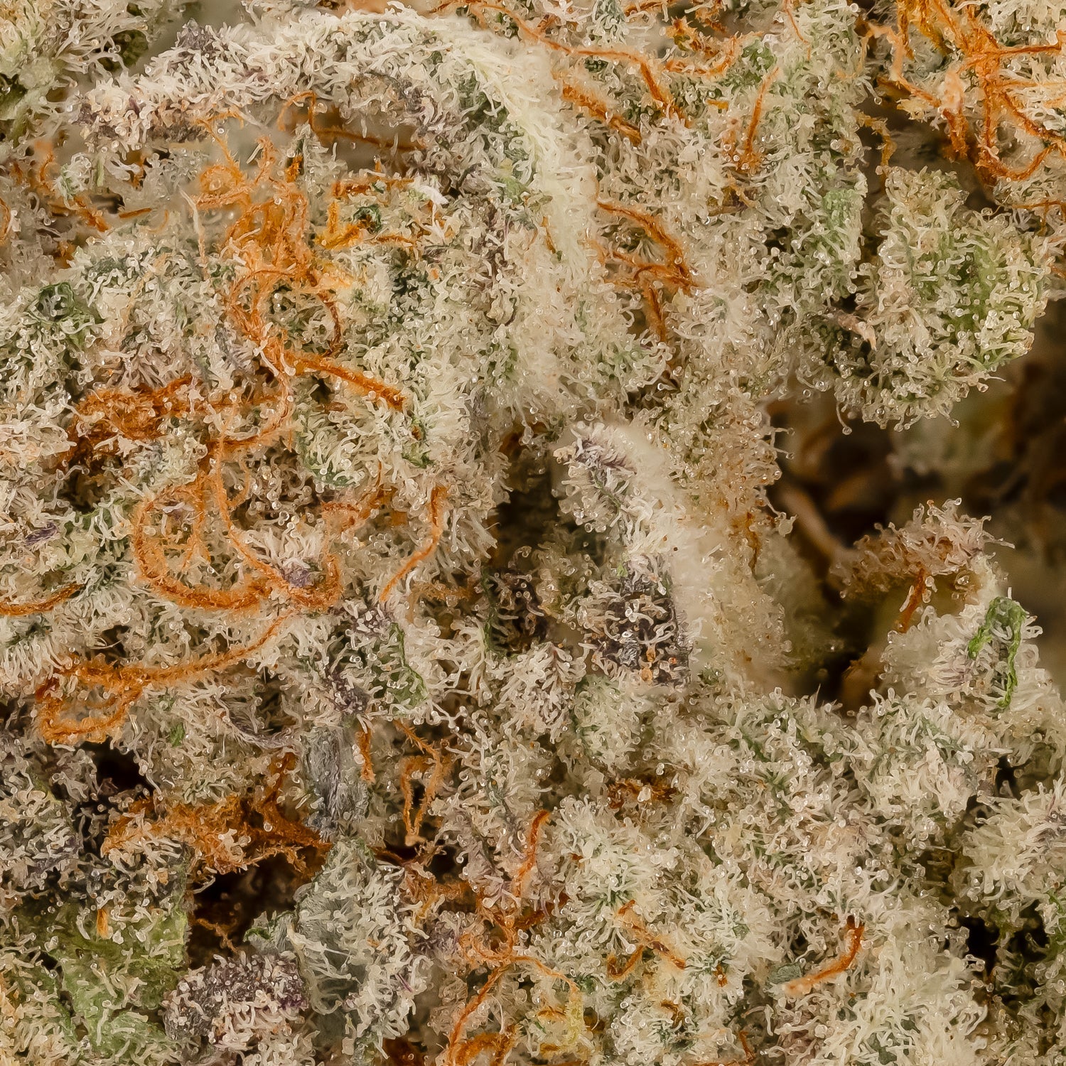 DoughLato-Superdank-06