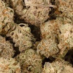 DurbanPoisionSmalls-02