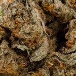 FruityPebblesOG-LuckyFarms-03