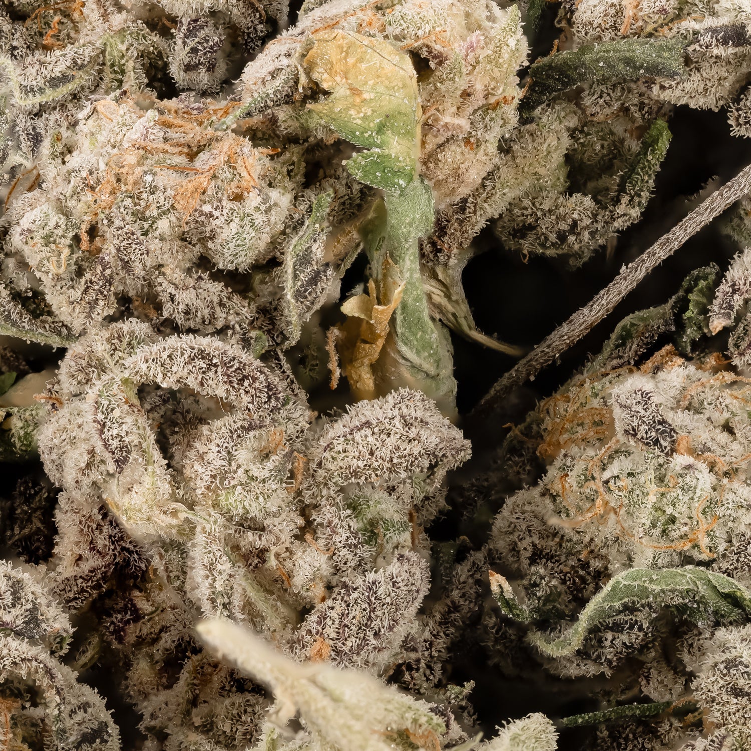 GarlicMintzSmalls-LuckyFarmsSmalls-03