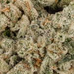 GirlScoutCookies-JungleRidge-02