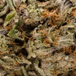 JungleRidge-Granddaddypurple-01