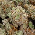 KishSmalls-LuckyFarmsSmalls-02