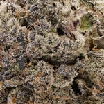 MoonPie-JungleRidge-03