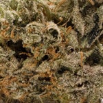 NorthernLights-LuckyFarms-03