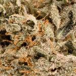 NorthernLights-LuckyFarms-03