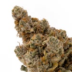 PanamaHaze-Albatross-04