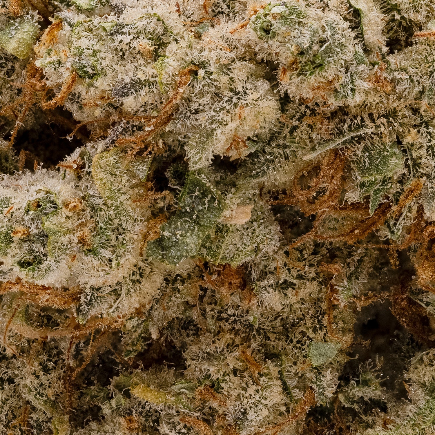 PanamaHaze-Albatross-06