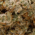 PanamaHaze-Albatross-04