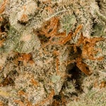 PanamaHaze-Albatross-04