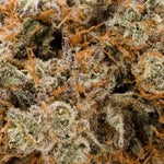PlatinumKushBreath-03