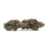 RainbowChip-JungleRidge-03