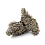 RainbowChip-JungleRidge-03