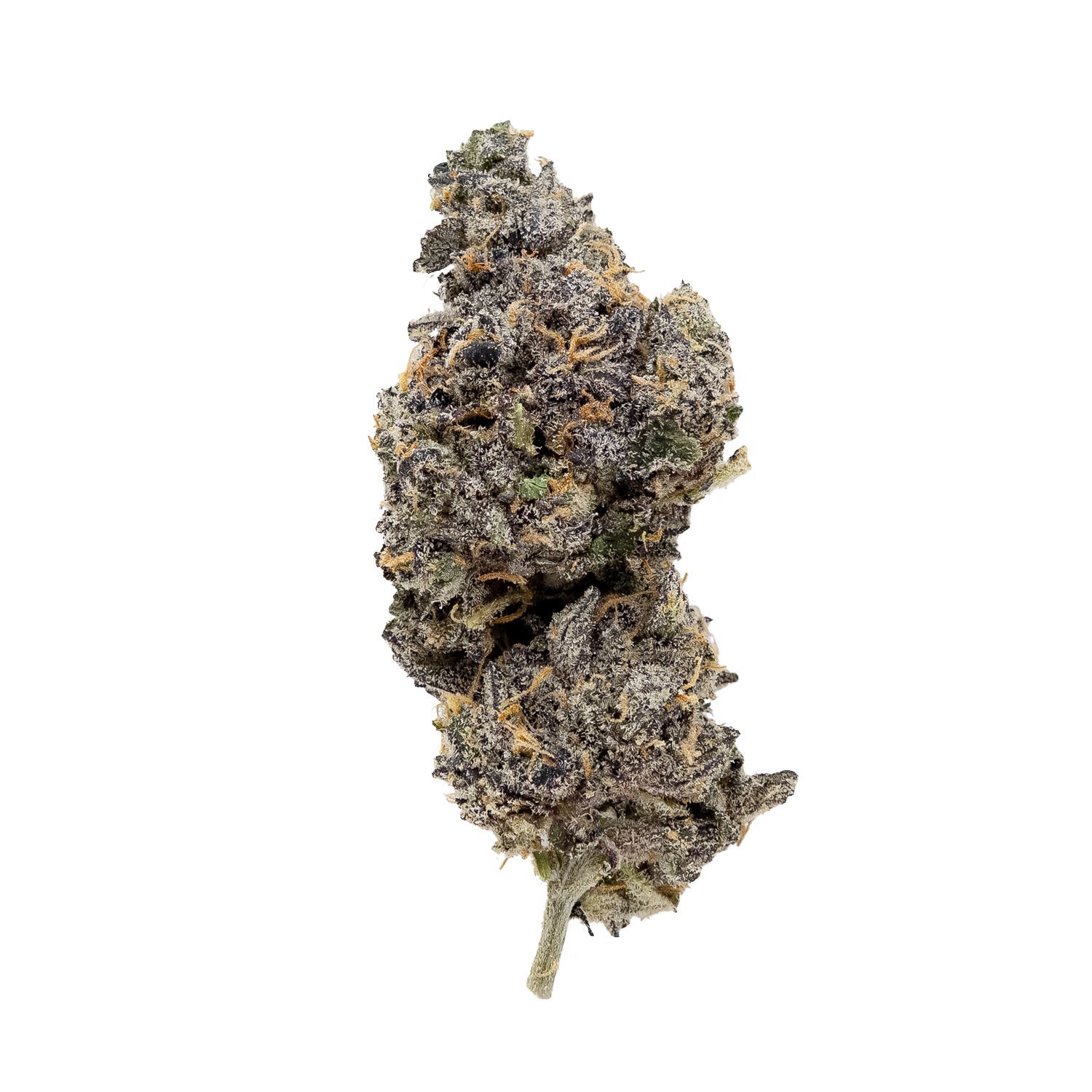 RainbowChip-JungleRidge-03