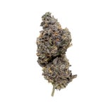 RainbowChip-JungleRidge-03