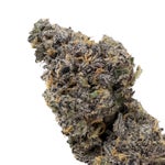 RainbowChip-JungleRidge-03