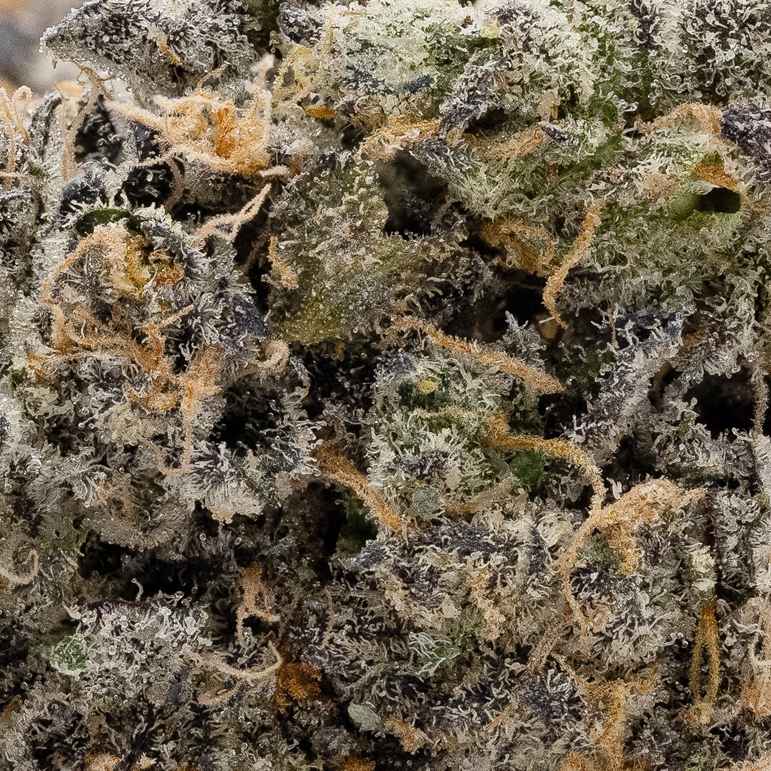 RainbowChip-JungleRidge-05