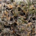 RainbowChip-JungleRidge-03