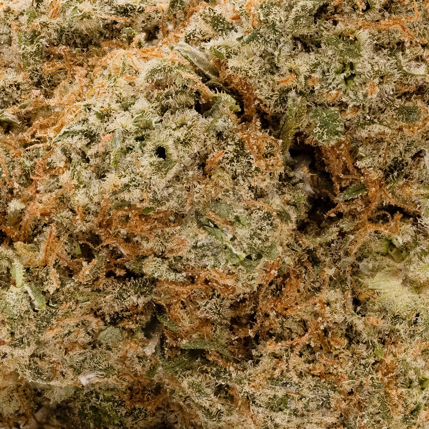 SanFranciscoOG-LuckyFarms-05