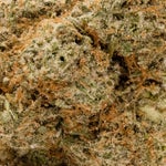 SanFranciscoOG-LuckyFarms-03